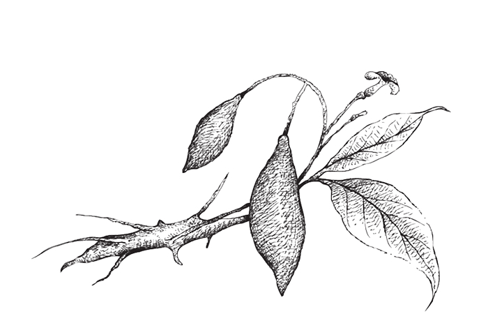 Americans for Ibogaine What Is Ibogaine? Banner Background Image