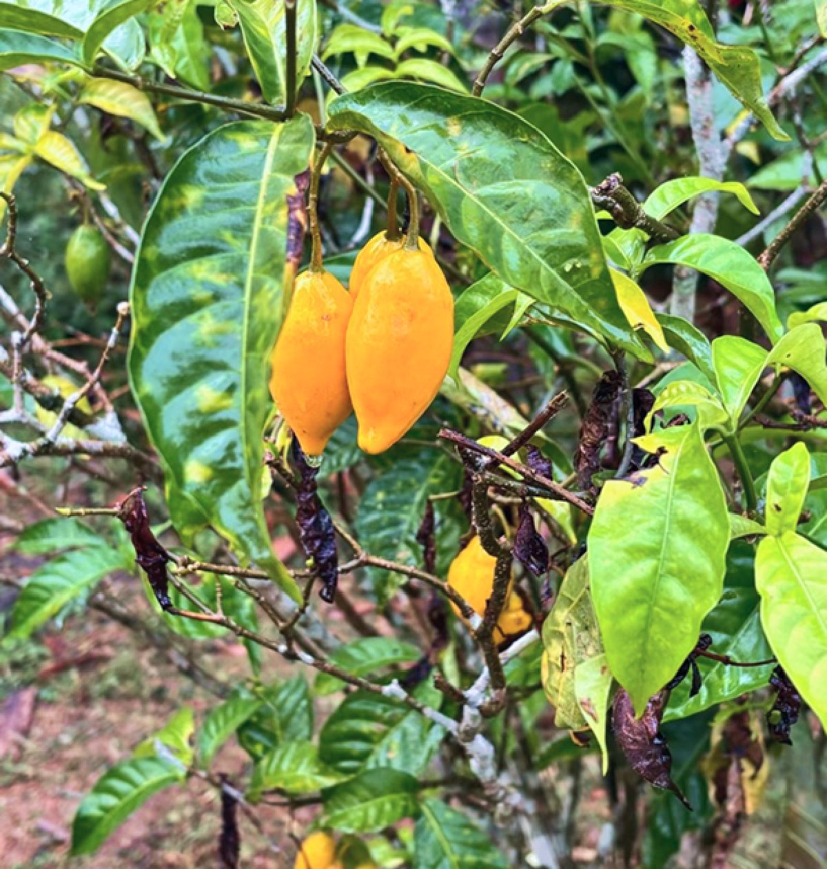 Americans for Ibogaine - Learn About Ibogaine Image